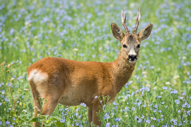 Roe deer in Elen Hunting ranch at Etropole, Bulgaria.